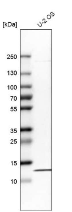 RPA14 Antibody, Novus Biologicals:Antibodies:Primary Antibodies